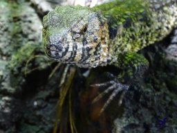 Tiergarten Schönbrunn 16.10.2024